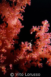 Corals - Dendronephthya Sp. (detail) by Vito Lorusso 